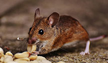 24 Hour & Emergency Exterminators in Mouth Of Wilson, VA